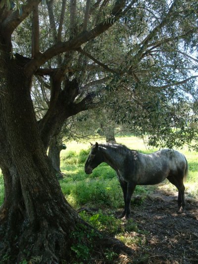 Cheval...contemporain !